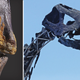 Skin mummified to its bones and a 70 percent complete skull make this one of the best preserved sauropod skeletons in the world.